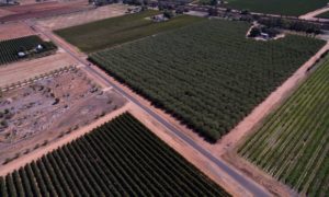 Almond fields near Mildura. There are fears the Murray-Darling water management regime may not be able to handle the boom in the water-intensive crop. Photograph: Mike Bowers/The Guardian